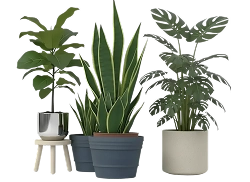 plant and garden delivery